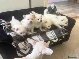 Pomchi dogs - Advert 11