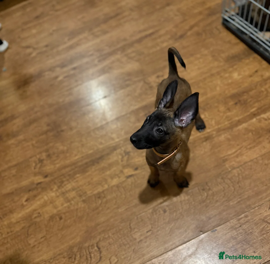 Belgian Shepherd Dog dogs for sale: TOP QUALITY Belgian Malinois Puppies - Advert 12