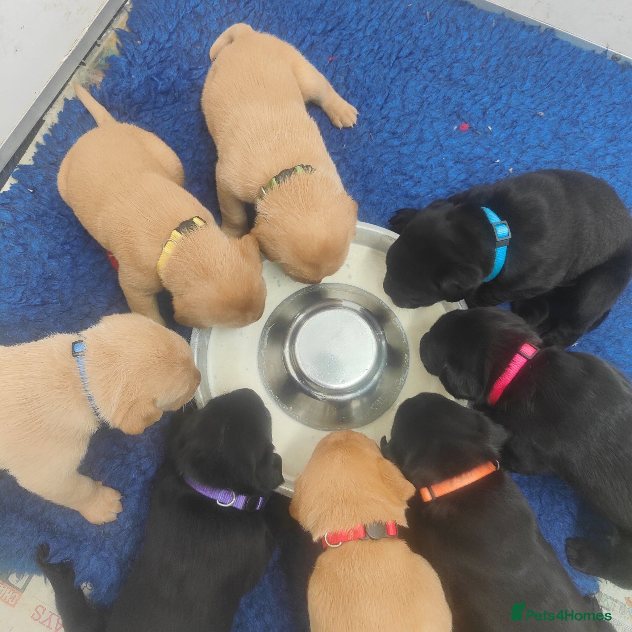 Labrador Retriever dogs Stunning 7th Generation Labrador Puppies - Advert 16
