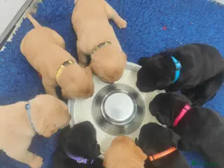 Labrador Retriever dogs Stunning 7th Generation Labrador Puppies - Advert 16