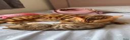 Bengal cats for sale: Beautiful Bengal Kittens🤎 in London - Advert 8