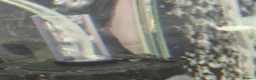 Angelfish fish for sale: Angelfish, Gourami & Placo  - Advert 2