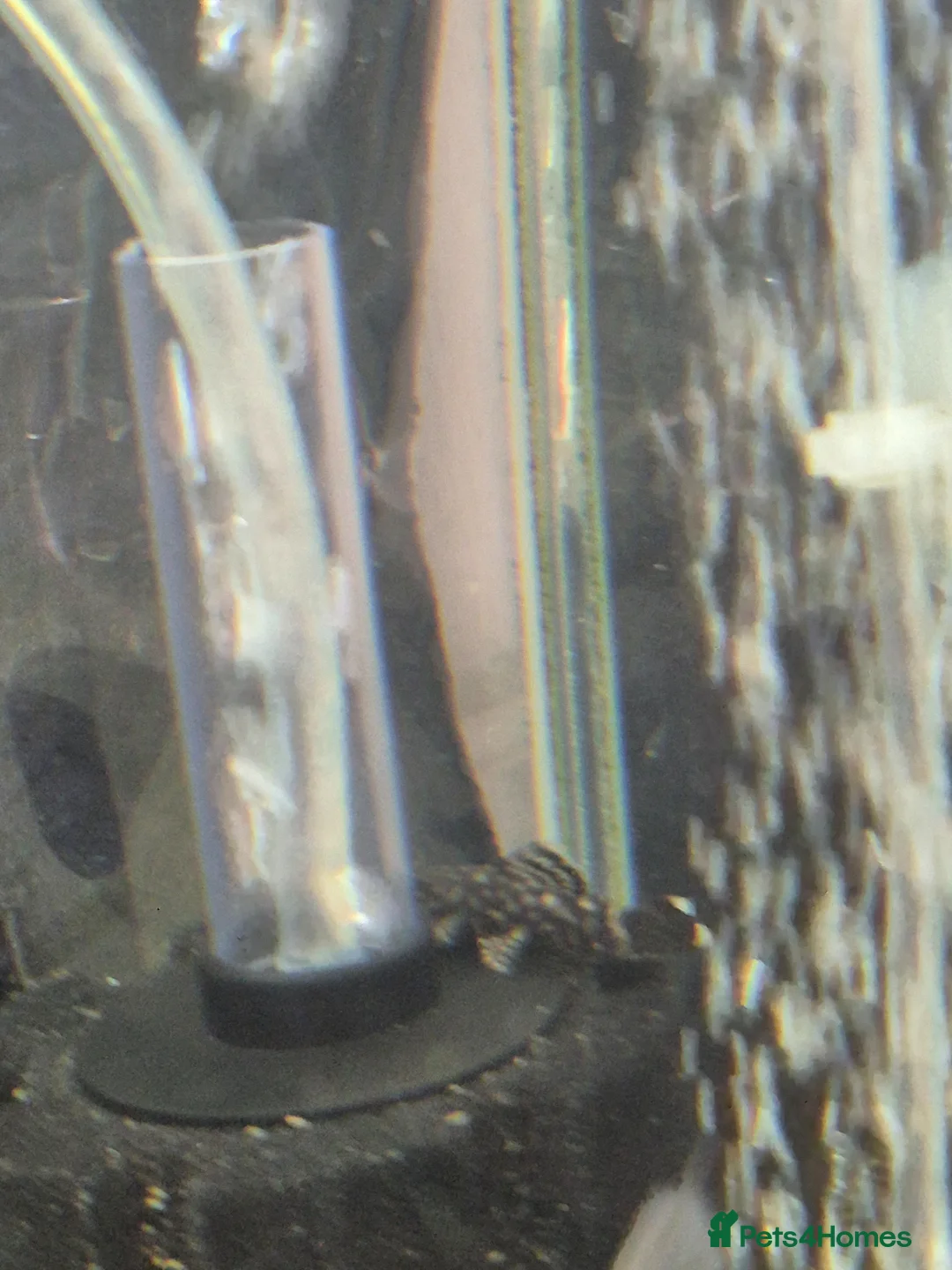 Angelfish fish for sale: Angelfish, Gourami & Placo  - Advert 2