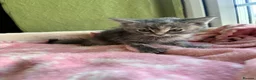 Ragdoll cats for sale: Sweet Ragdoll x angora - Advert 6