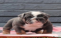 English Bulldog dogs for sale: Exceptional English Bulldog Puppies - Image 16