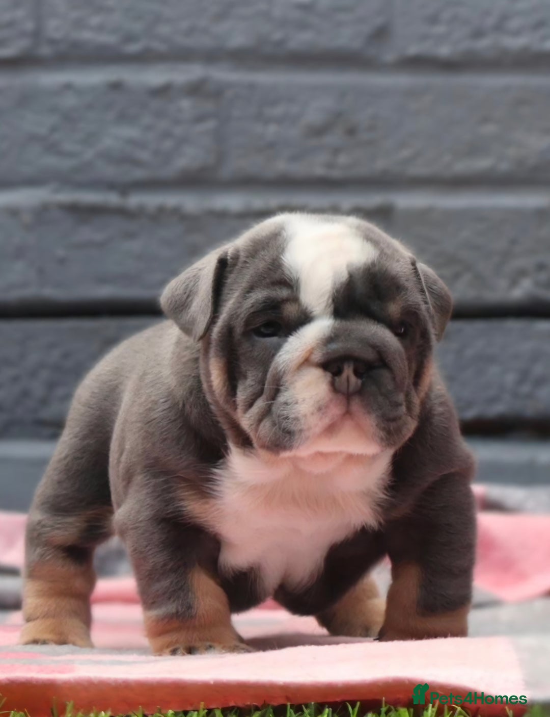 English Bulldog dogs for sale: Exceptional English Bulldog Puppies - Image 16