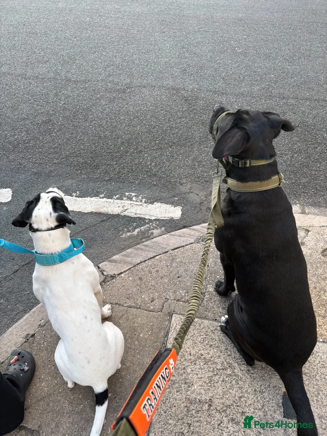 Mixed Breed dogs for sale: American Bulldog x Springer Spaniel in Grimsby - Advert 2
