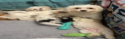 Maltipoo dogs for sale: Beautiful Maltipoo Puppies for Loving Homes - Advert 2