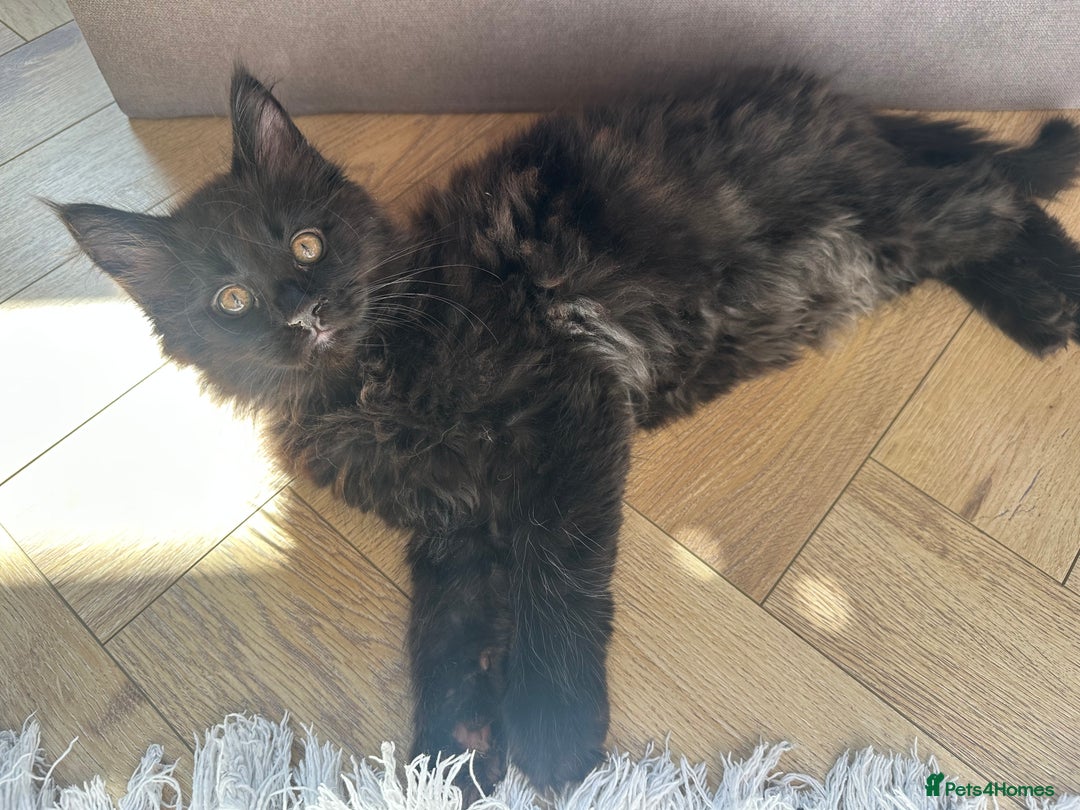 Maine Coon cats for sale: TICA registered Maine Coon kittens  - Image 11