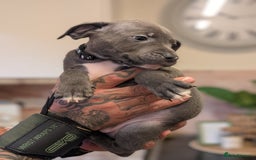 Staffordshire Bull Terrier dogs for sale: Playful Blue staffs Pups - Image 1