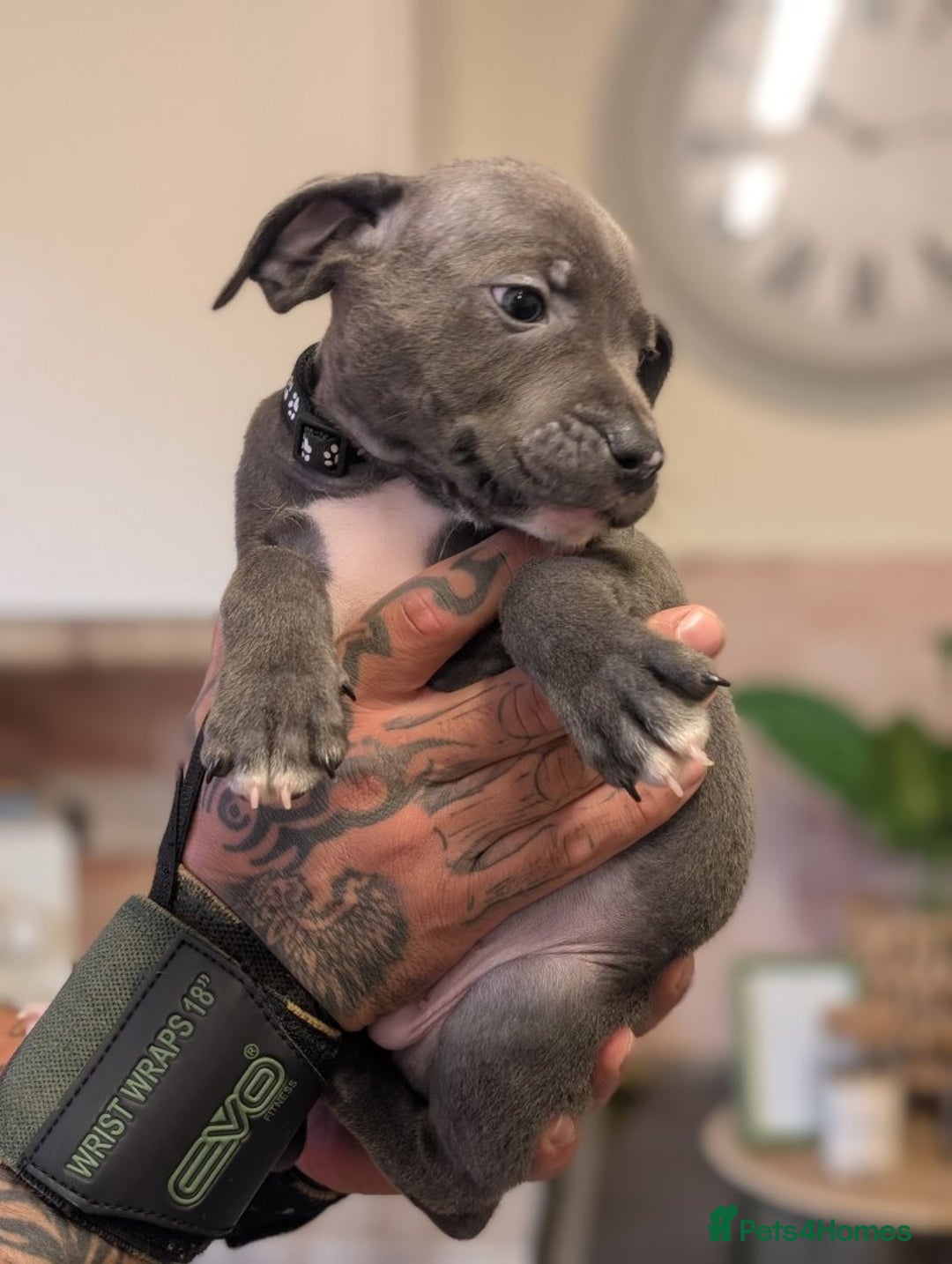 Staffordshire Bull Terrier dogs for sale: Playful Blue staffs Pups - Image 1