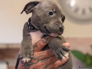 Staffordshire Bull Terrier dogs for sale - Advert 1