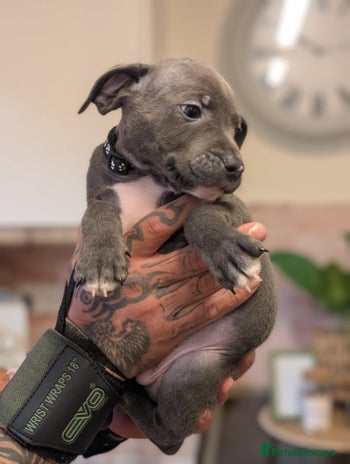 Staffordshire Bull Terrier dogs - Advert 2