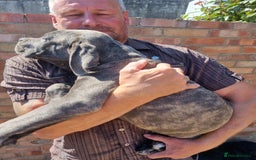 Cane Corso dogs for sale: Italian cane corso puppies  - Image 16