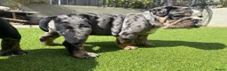 Olde English Bulldogge dogs for sale: STUNNING RARE OLD ENGLISH BULLDOG PUPS - Advert 5