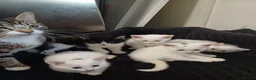 Mixed Breed cats for sale: White kittens  in Ipswich - Advert 1