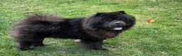Chow Chow dogs for sale: STUNNING BLACK KC DOG - Advert 5
