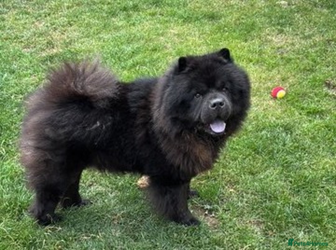 Chow Chow dogs for sale: STUNNING BLACK KC DOG - Advert 5