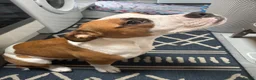American Bulldog dogs for sale: American Bulldog 6 months old  - Advert 6