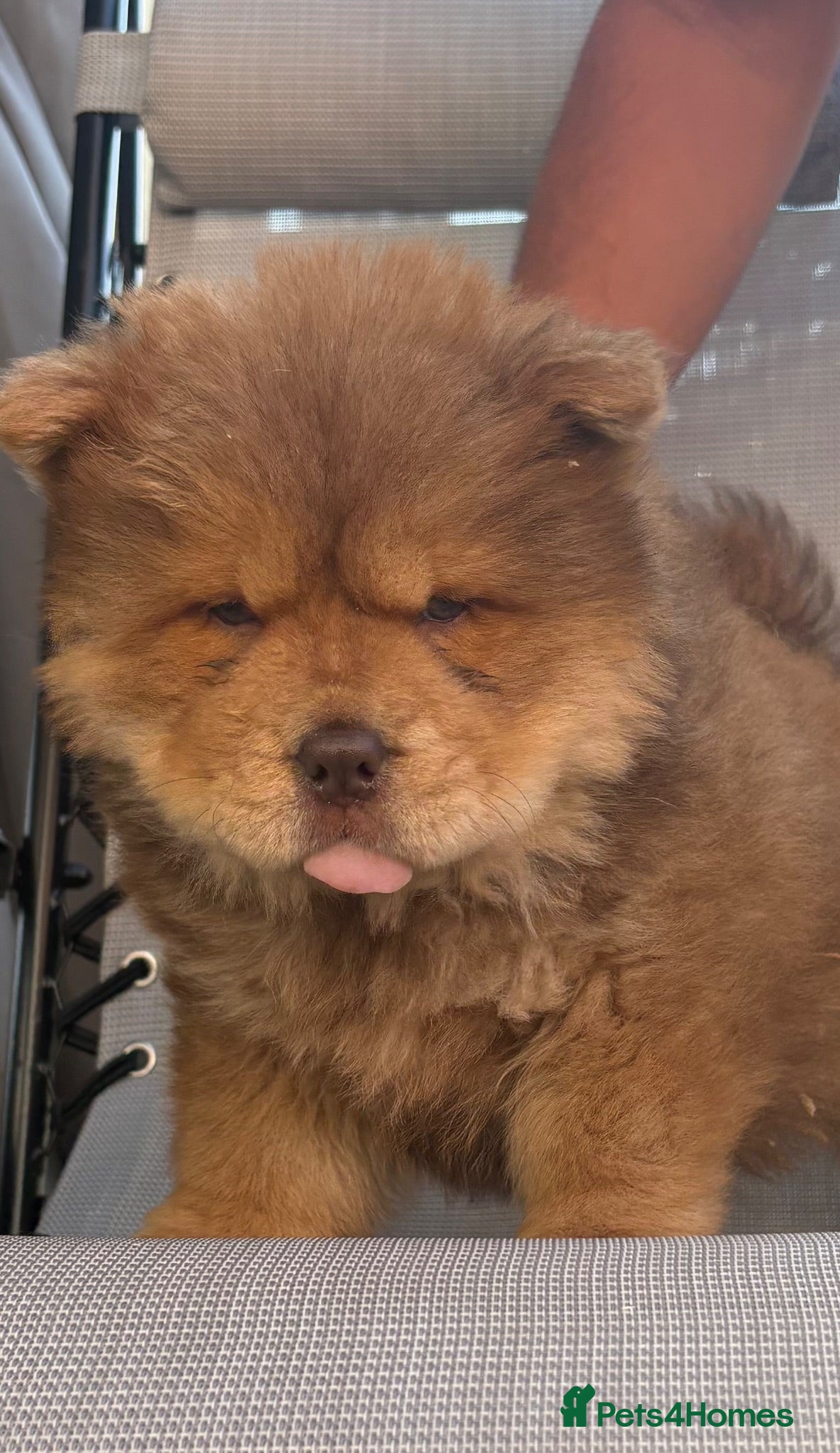 Chow Chow dogs Chow chow boy  - Advert 1