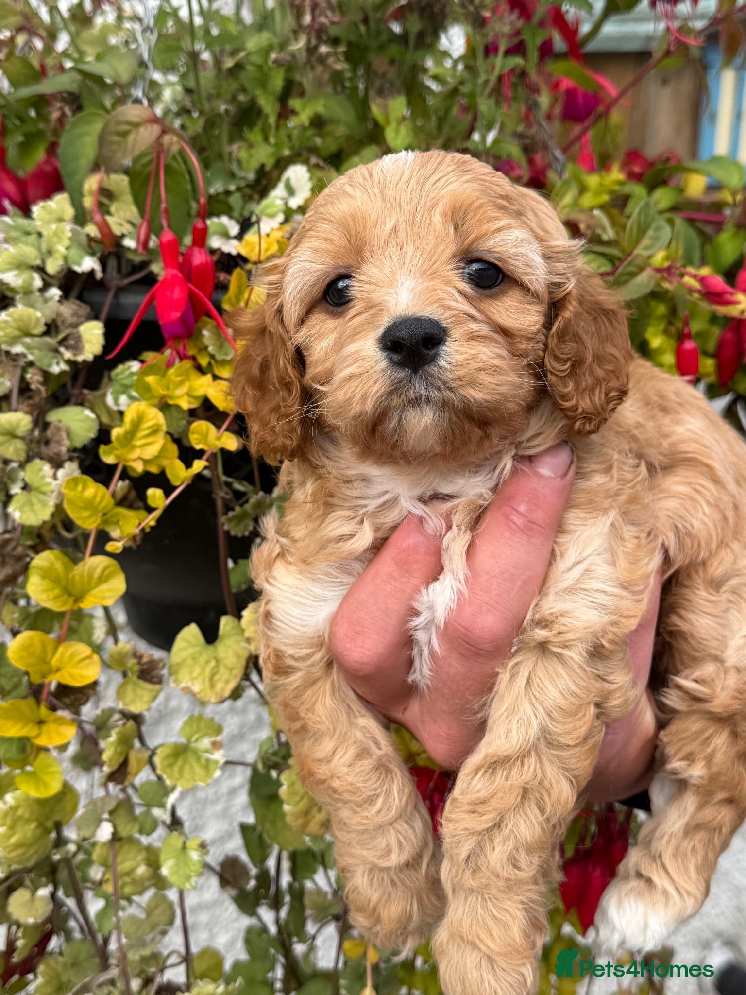 Cavapoo dogs Stunning F1 Cavapoos  - Advert 1