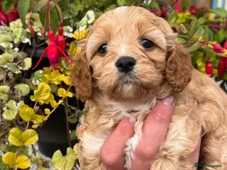 Cavapoo dogs Stunning F1 Cavapoos - Advert 1