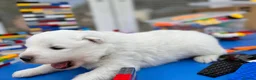 Samoyed dogs for sale: Bundle of joy 3 Puppy - Advert 34