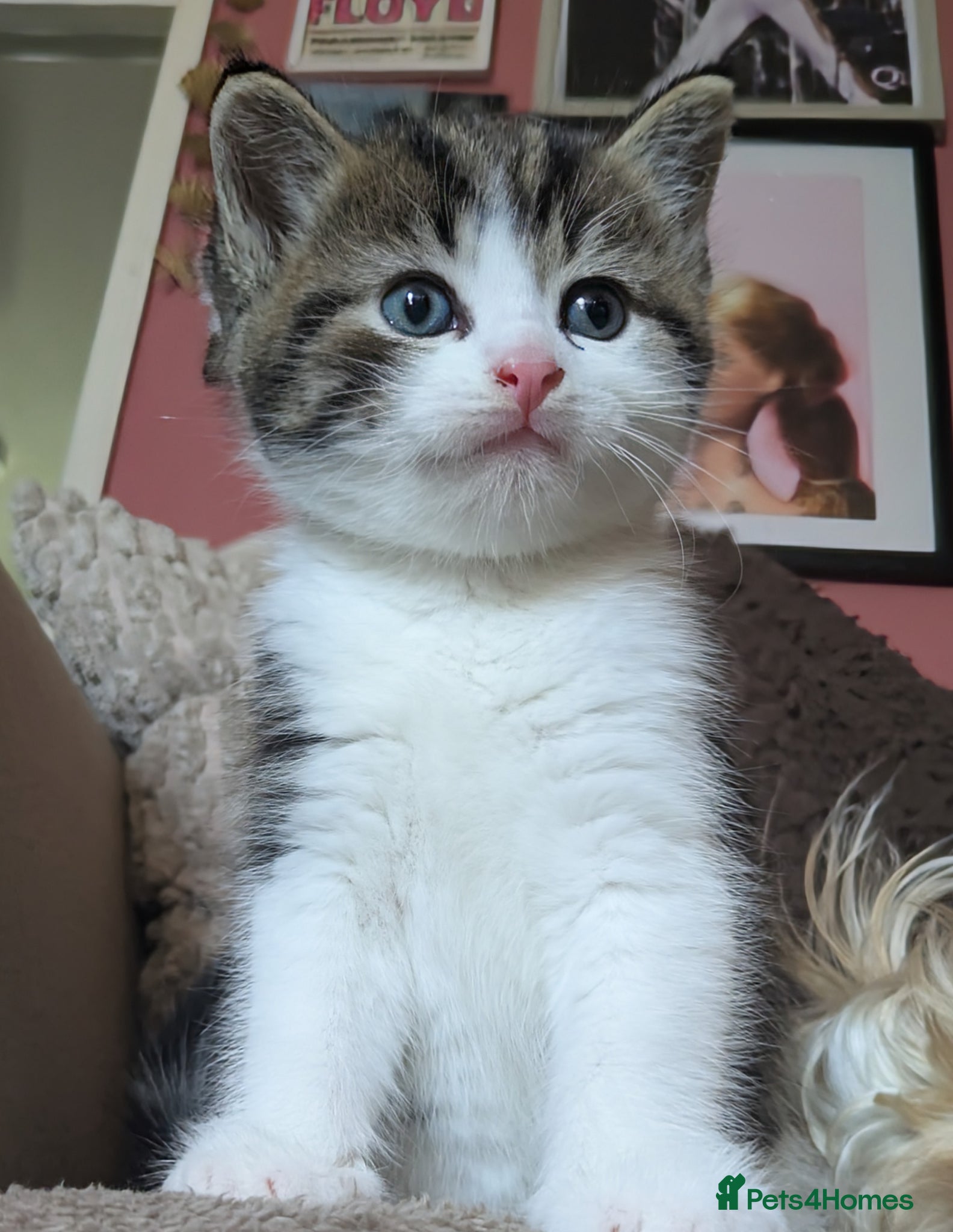 Mixed Breed cats Beautiful male kitten - Advert 8