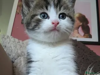 Mixed Breed cats Beautiful male kitten - Advert 3