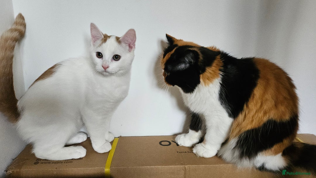 Selkirk Rex cats for sale: Adorable Selkirk Rex Kittens (Straight ) - Image 34