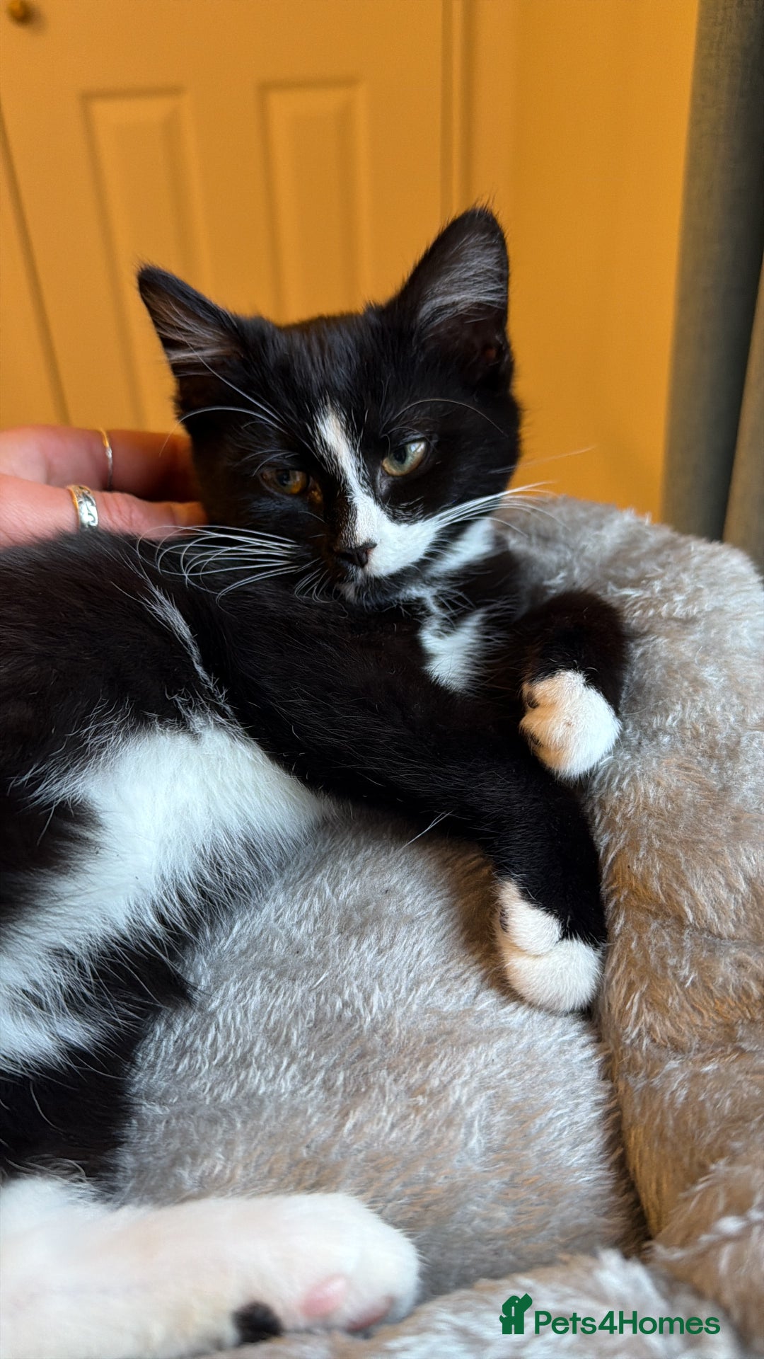 Mixed Breed cats for sale: 4 month old kitten  - Advert 1