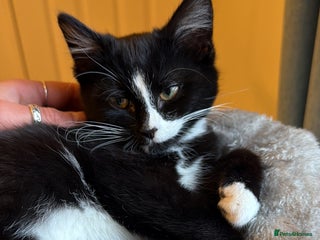 Mixed Breed cats 4 month old kitten - Advert 1