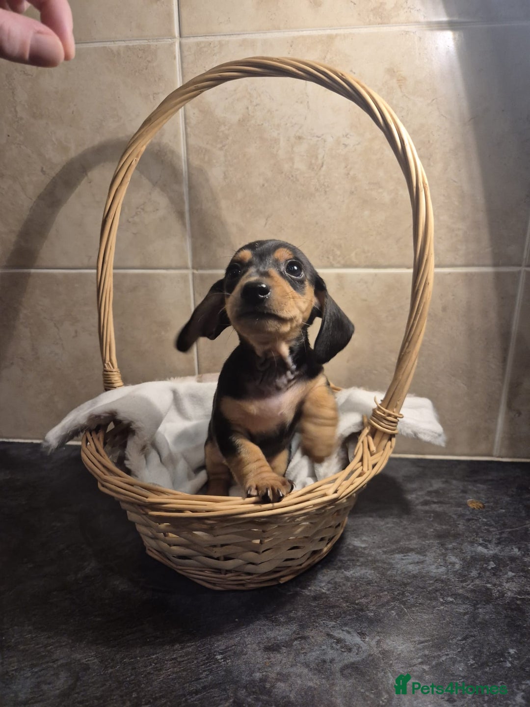 Miniature Dachshund dogs for sale: Perfect Mini Dachshund Girl 8 weeks old - Advert 11