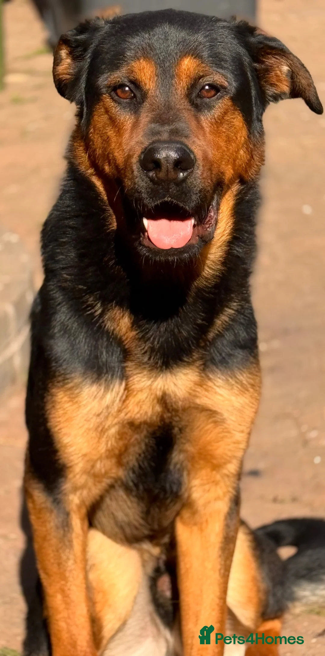 Mixed Breed dogs for sale: Hugo The Shepwiler - Advert 1