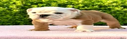 English Bulldog dogs for sale: Double CRUFTS winners bred bulldog puppies  - Advert 17