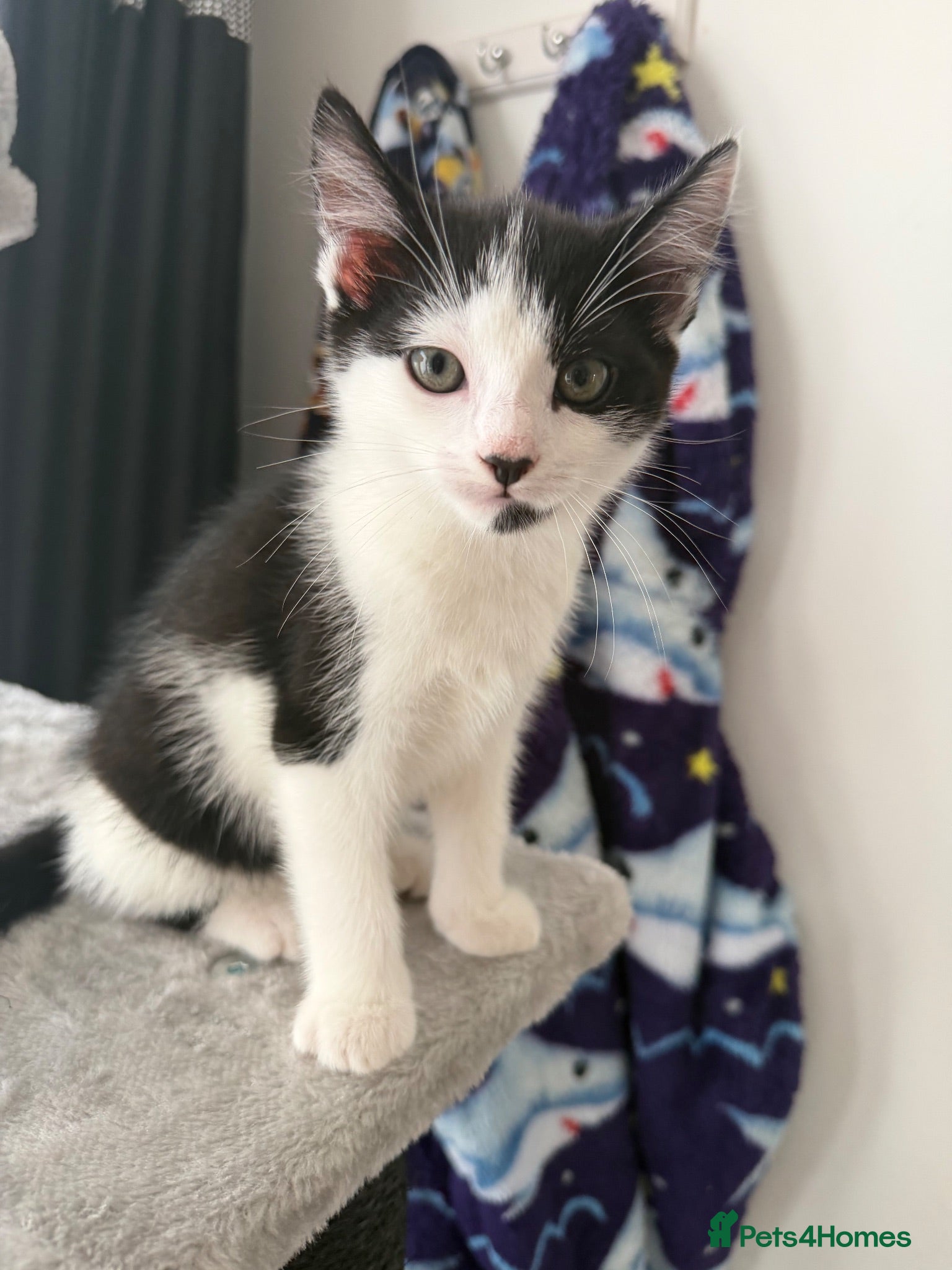 Mixed Breed cats Beautiful male kitten  - Advert 8