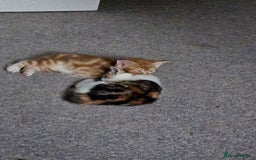 Mixed Breed cats for sale: Chinchilla Persian cross kittens  - Image 3