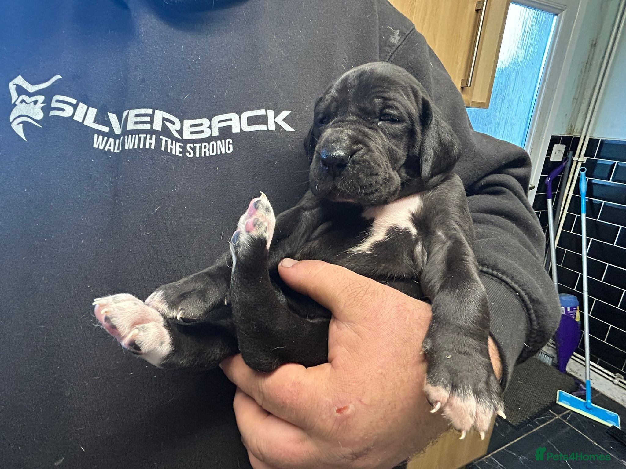 Great Dane dogs Magnificent litter of black great dane puppies - Advert 14
