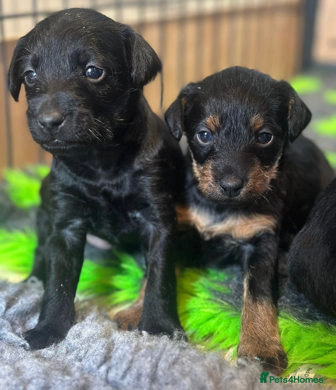 Mixed Breed dogs for sale: Poodle  x - Image 4