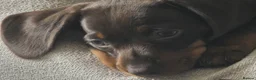 Miniature Dachshund dogs for sale: Beautiful miniature dachshund  - Advert 6