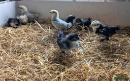 Chickens poultry for sale: Various unsexed chicks and Quails - Image 11