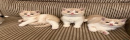 British Shorthair cats for sale: Stunning litter of kittens  - Advert 2