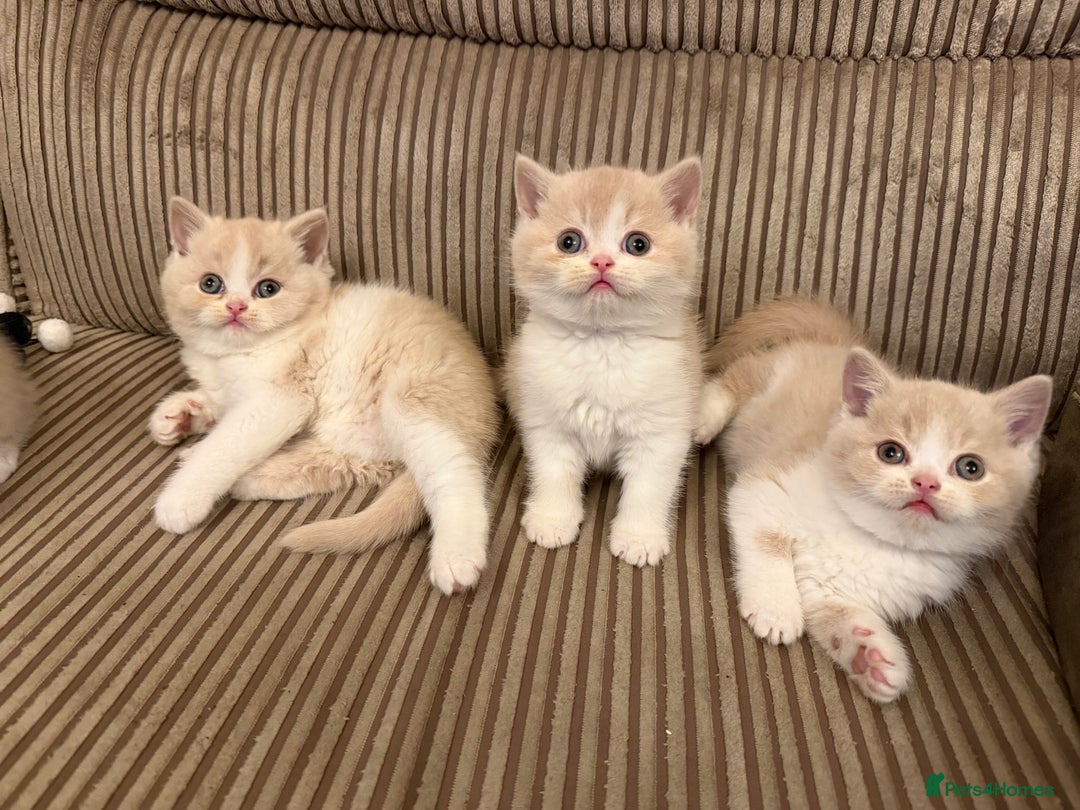 British Shorthair cats for sale: Stunning litter of kittens  - Advert 2
