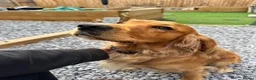 Cocker Spaniel dogs for stud: Handsome Golden Working Cocker for Stud KC Reg - Advert 2