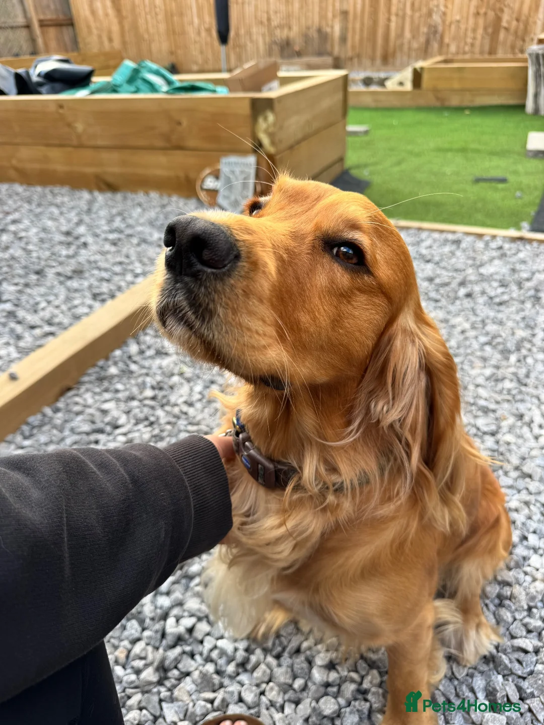 Cocker Spaniel dogs for stud: Handsome Golden Working Cocker for Stud KC Reg - Advert 2