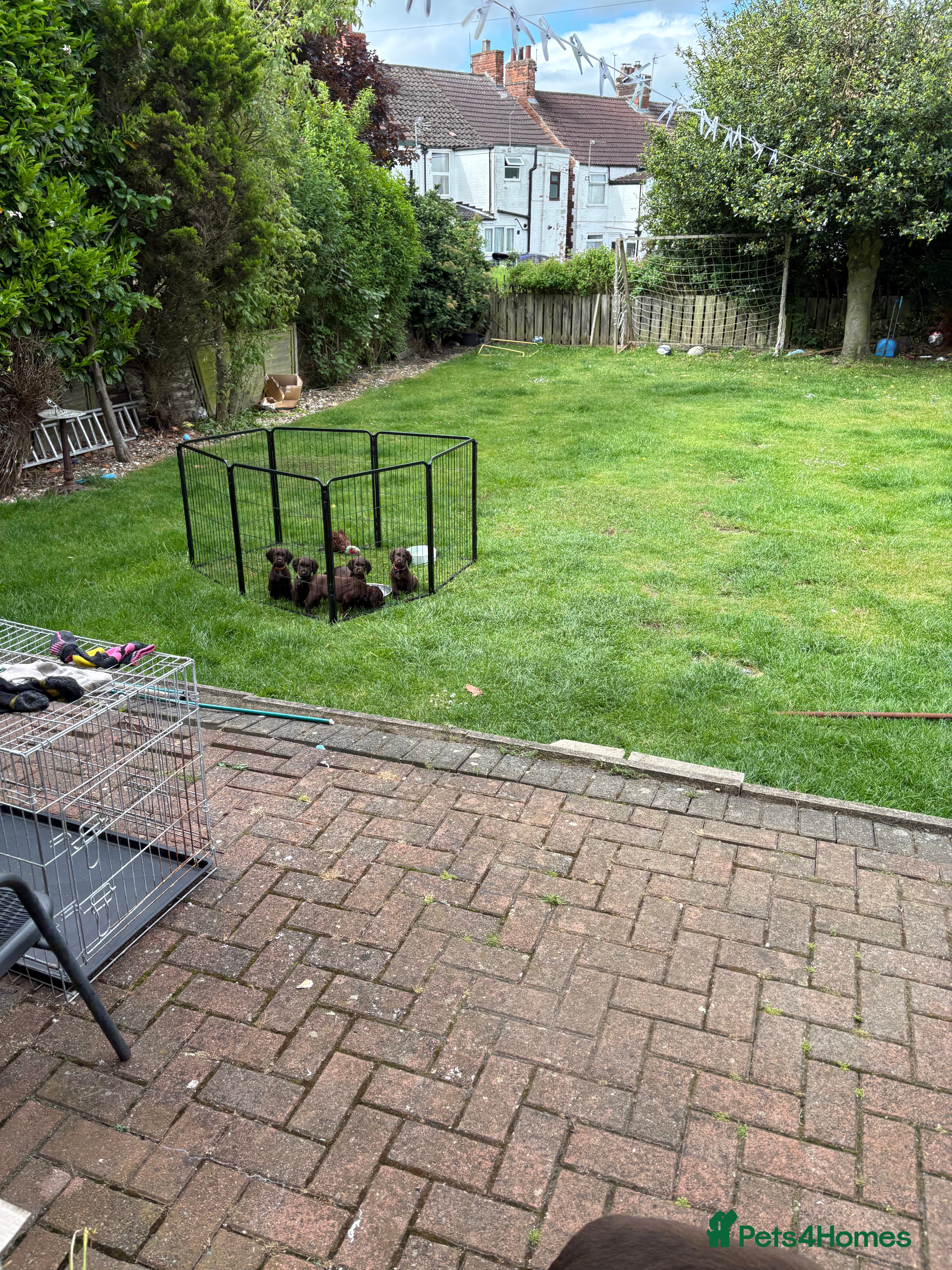 Cocker Spaniel dogs Working cocker spaniels KC Registered - Advert 2