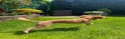 Toy Poodle dogs for sale: KC Registered Red Toy Poodle - Advert 3