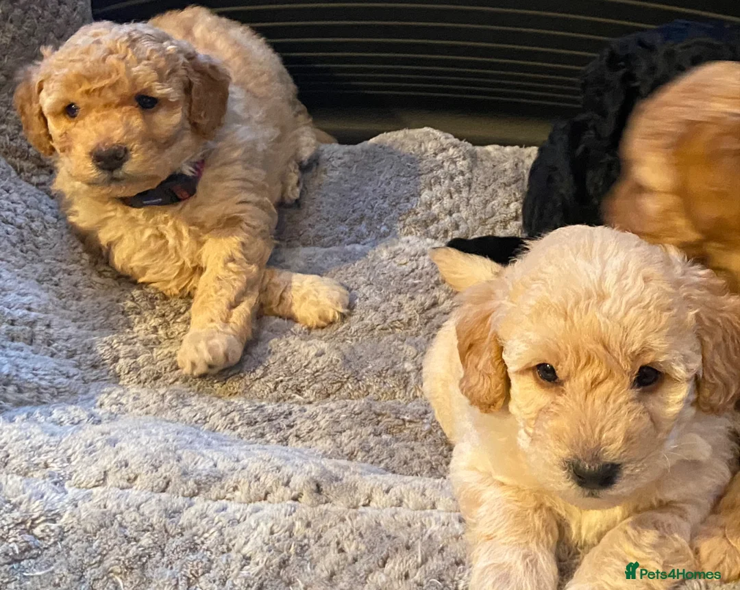 Cockapoo dogs for sale: Cockapoos - Advert 2