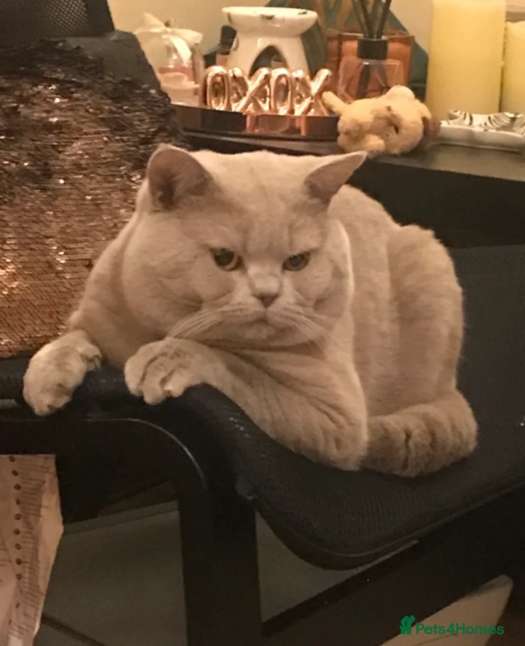 British Shorthair cats for stud: Stud service only  - Advert 2