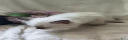 Ragdoll cats for sale: Perdolls  - Advert 18